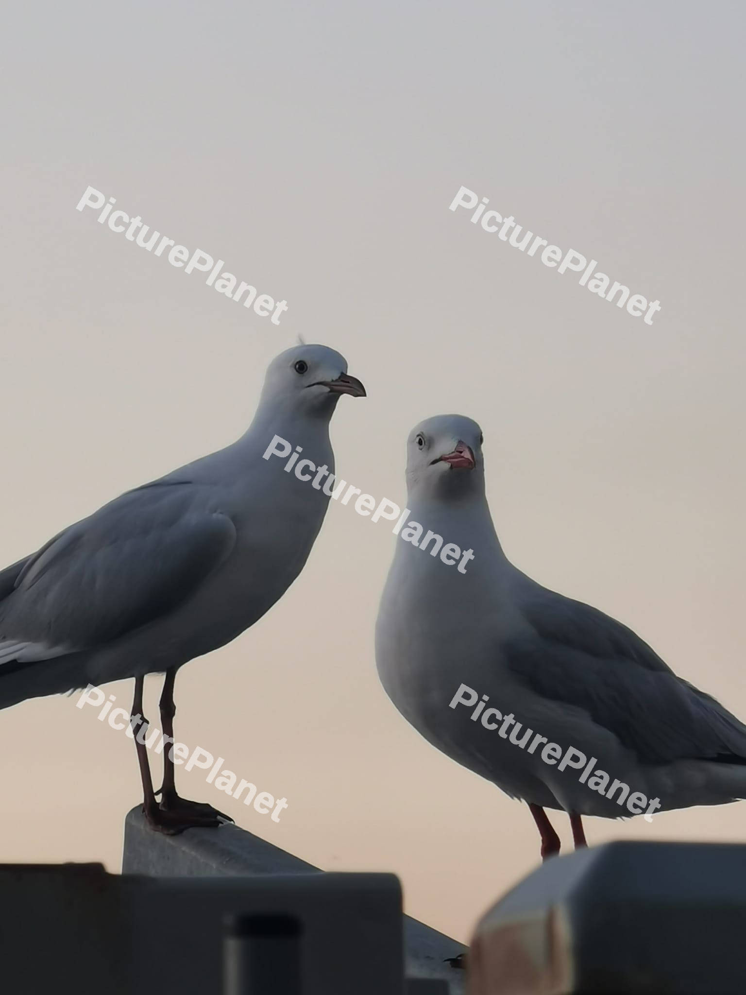 Gull Seabirds